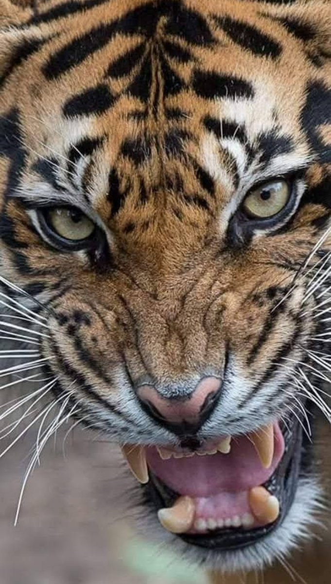 craftyclaude's tweet image. Have a Roaring Friday night. Enjoy your weekend. πβ€οΈβ¨οΈπΈπ€β€οΈβ€οΈπΎ #EqualViewingForAll #TheInfamousUnseen #HumaneWorldForAnimals