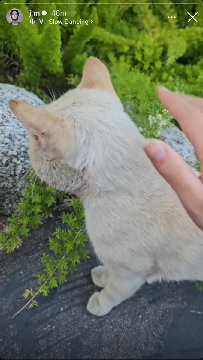 seokjinbit's tweet image. JIMIN PLAYING AND FOLLOWING A CAT AROUND WITH SLOW DANCING BY V PLAYING IN THE BACKGROUND IM SOBBING HES SO CUTE
