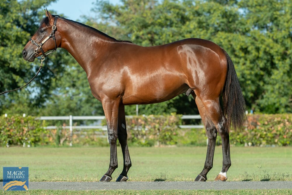 NewgateFarm's tweet image. COSMIC FORCE ☄️
ASTRA STAR ⭐️ earns his 5th career start for the Kris Hansen team 👏
The 3YO colt was a @mmsnippets graduate sold by @KenmoreLodge ‼️
#ItsPossible
