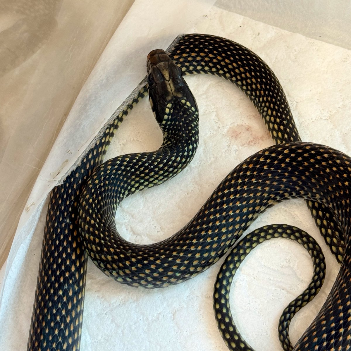 mopmop123456's tweet image. アンティルさん @AntilleReptiles でお迎えしていたジュエルドレーサー♂
無事カエル塗りしたマウスを食べてくれたのでご紹介
安心サイズでありがたい
#ジュエルドレーサー