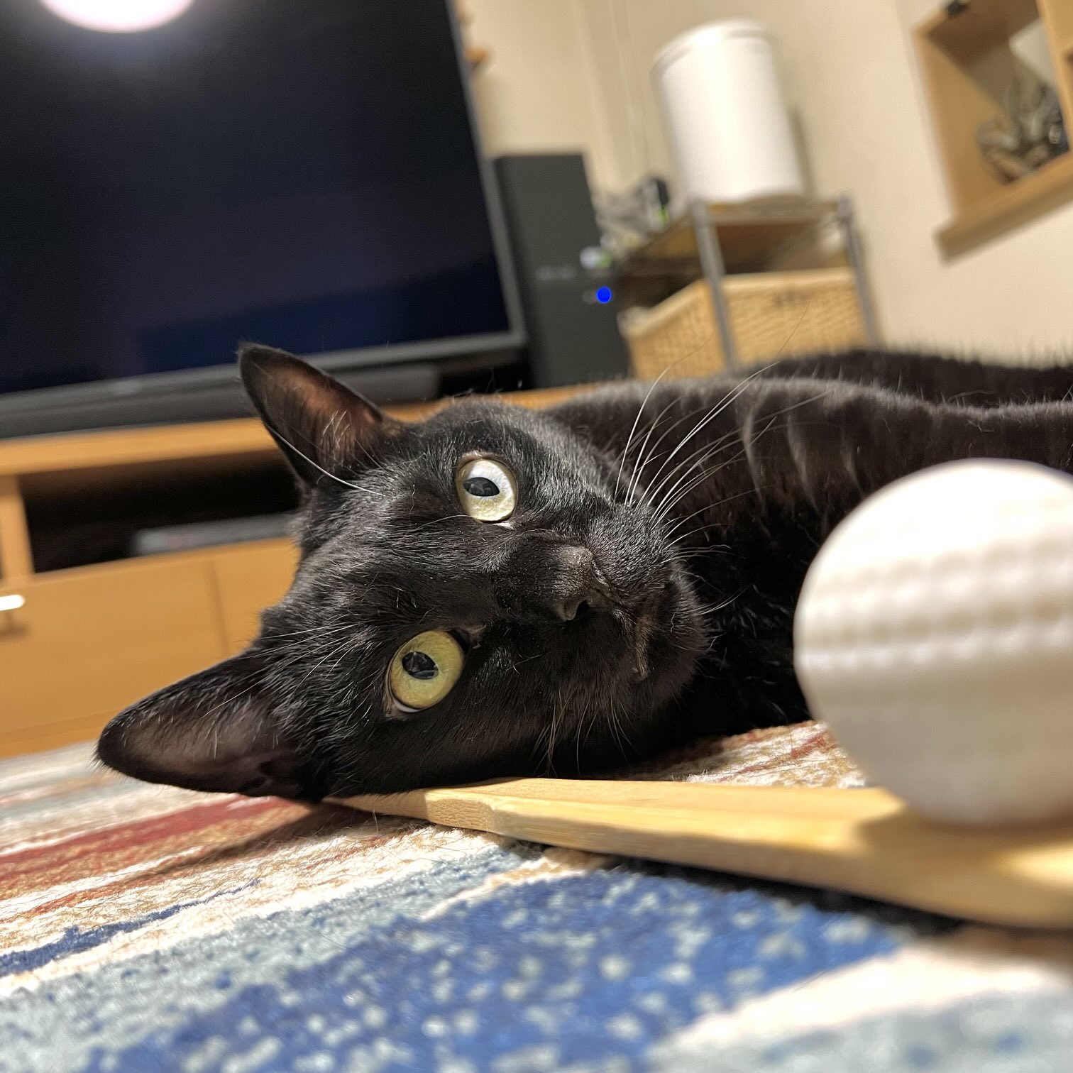 黒猫 2 ニシカワアイ on X: 