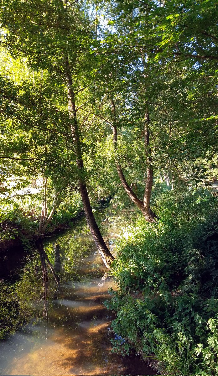 stevep1407's tweet image. Good morning, have a splendid weekend. 🌳

#trees #treeclub