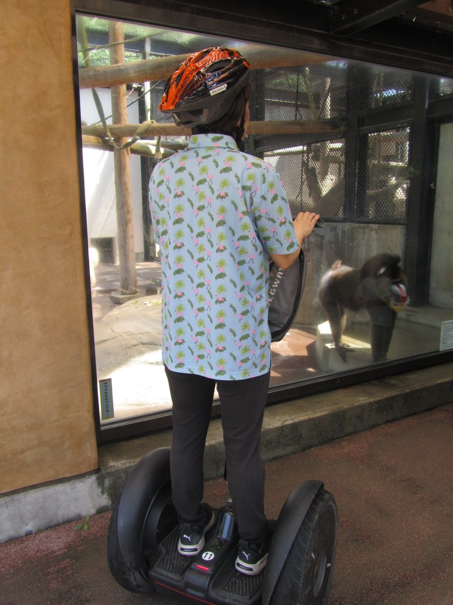 non_hoi_park's tweet image. のんほいパークのセグウェイツアーは、インストラクターと一緒にガイドしながら園内をまわるツアーになります。のんほいパーク、H.Pから開催・予約状況確認の上、予約お待ちしております! #のんほいパーク #セグウェイツアー