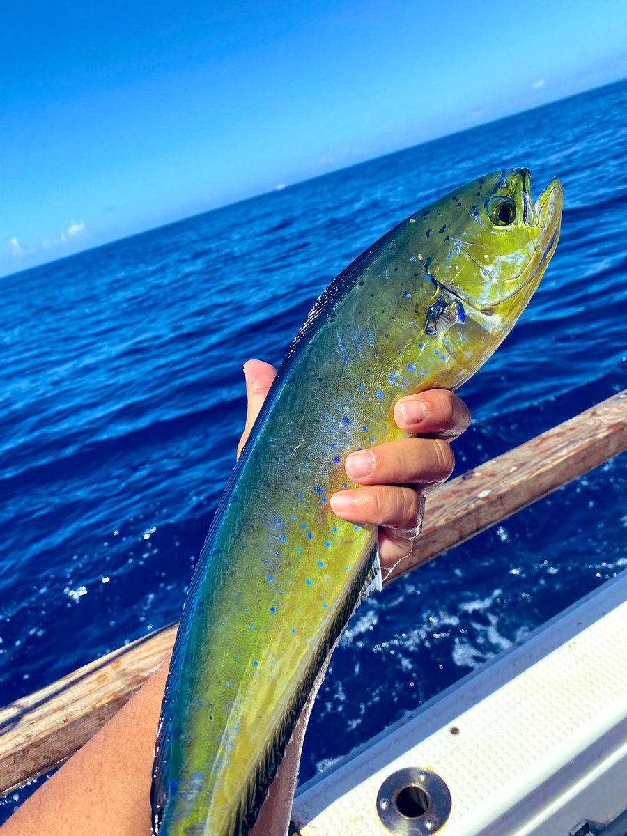 かずきんぐ tweet media