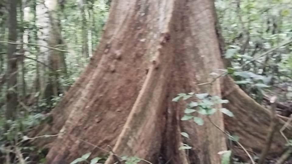 Logging &amp; forest burning for industry destroy 1.5M km² of forests since 1990. This spikes CO2 levels, harming climate efforts. Let’s restore forests now! #ClimateCrisis (Source: Global Forest Watch)