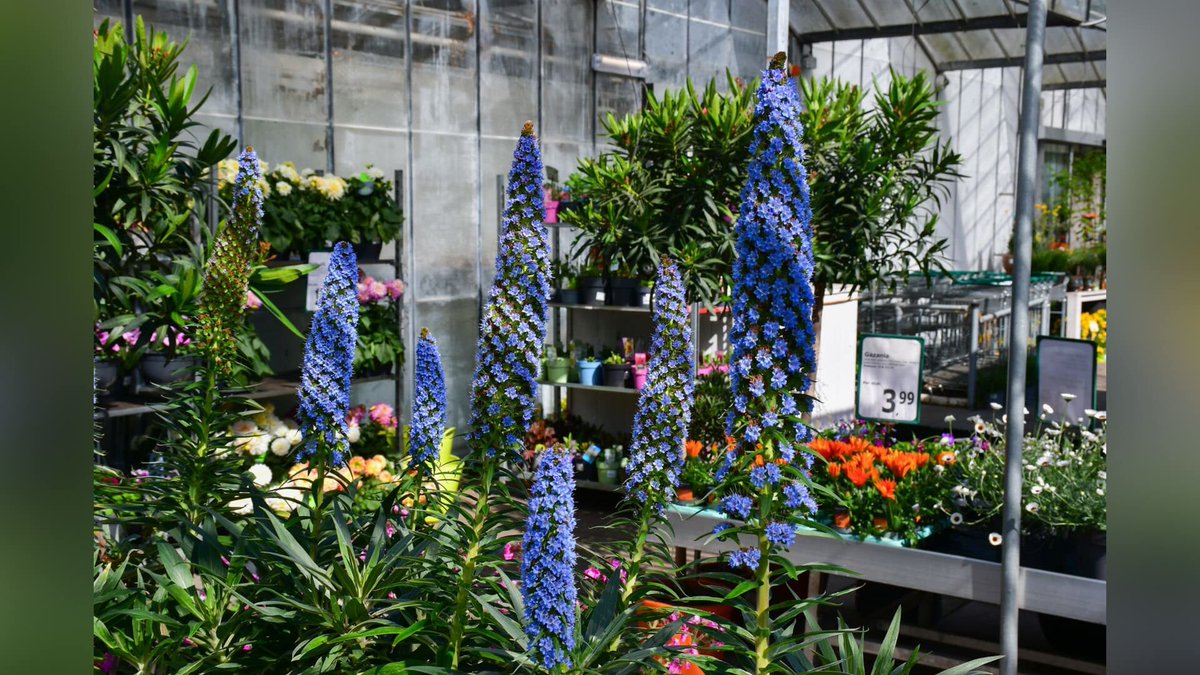 Met deze tips geniet je van de perfecte zomertuin: ‘Kijk nét even wat verder’ dlvr.it/TM7214