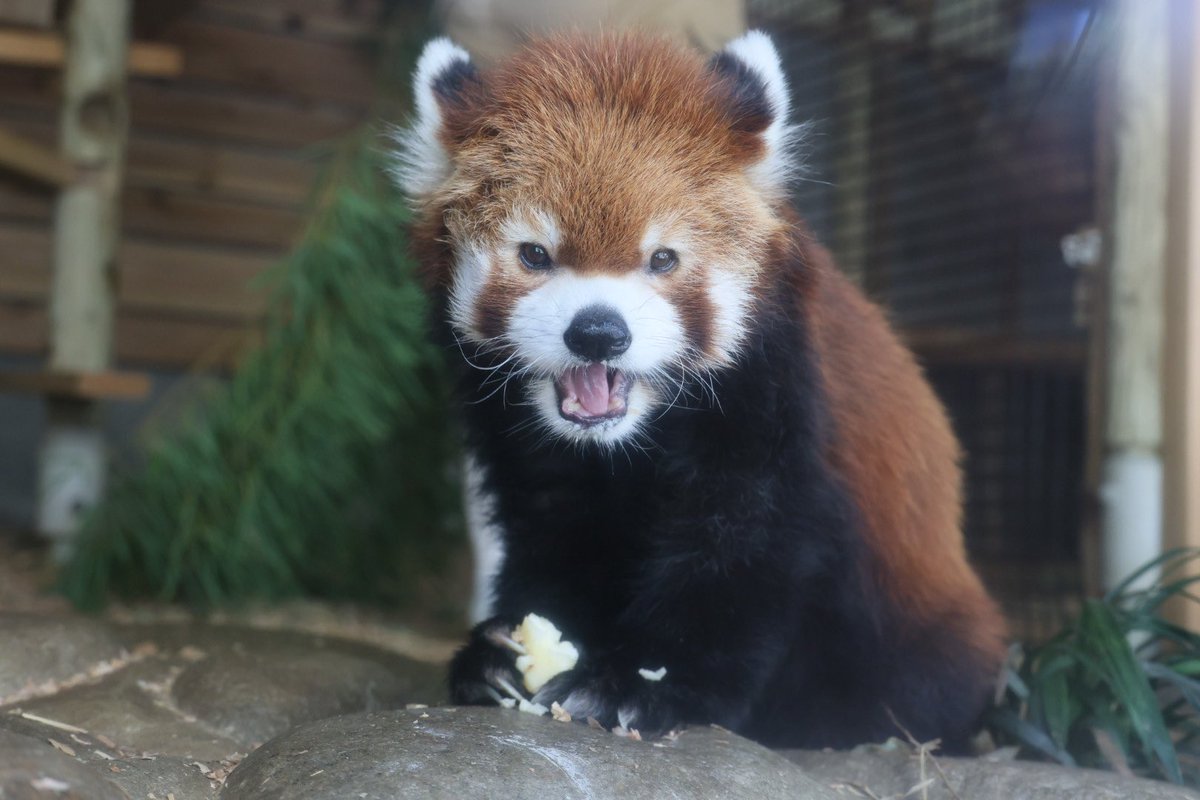 kitisukekiti's tweet image. リンゴ美味しいっちゃーの顔
#到津の森公園 #レッサーパンダ 
#凌凌 #リンリン