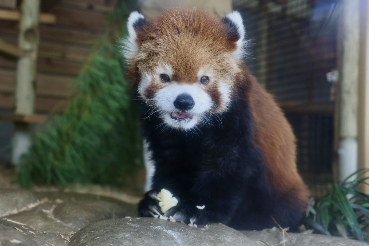 kitisukekiti's tweet image. リンゴ美味しいっちゃーの顔
#到津の森公園 #レッサーパンダ 
#凌凌 #リンリン