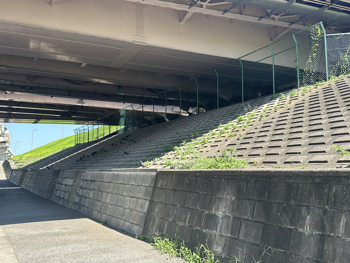 mtgt_refrain's tweet image. 木曜日くらいから体調悪かったんだけど、昨日0時に寝て今日ゆっくり起きて10km散歩したら元気が出てきた。自由は身体にいい。
鳩が日陰に溜まってて可愛かった。