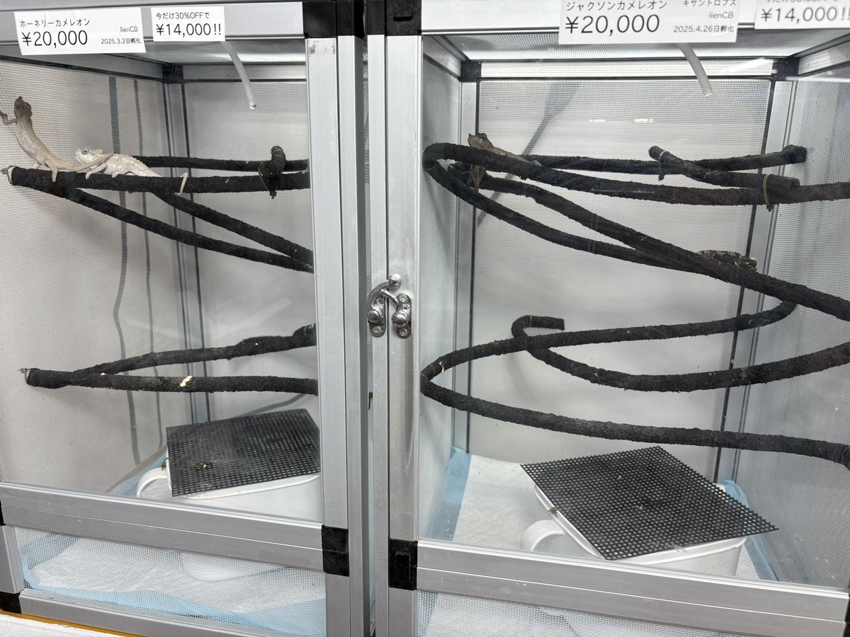 lien_1100's tweet image. ブラックナイト系は結構減ってしまいましたが、まだ選べるだけいますので、是非遊びに来ていただけたらと思います☺️
この三日間だけ価格崩壊していますので🤣
ただもうとにかく暑いので、人間も生体も要注意でお願いします🙇♂️💦