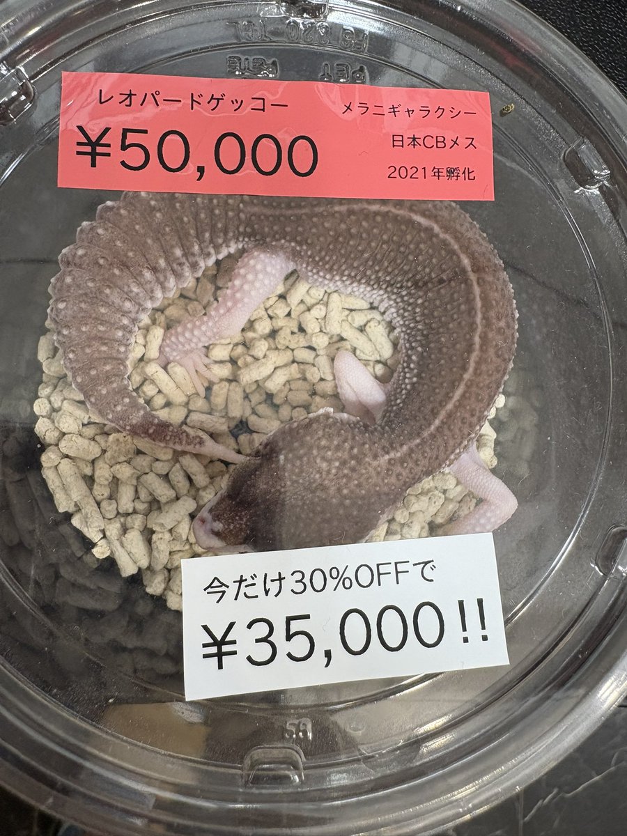 lien_1100's tweet image. ブラックナイト系は結構減ってしまいましたが、まだ選べるだけいますので、是非遊びに来ていただけたらと思います☺️
この三日間だけ価格崩壊していますので🤣
ただもうとにかく暑いので、人間も生体も要注意でお願いします🙇♂️💦