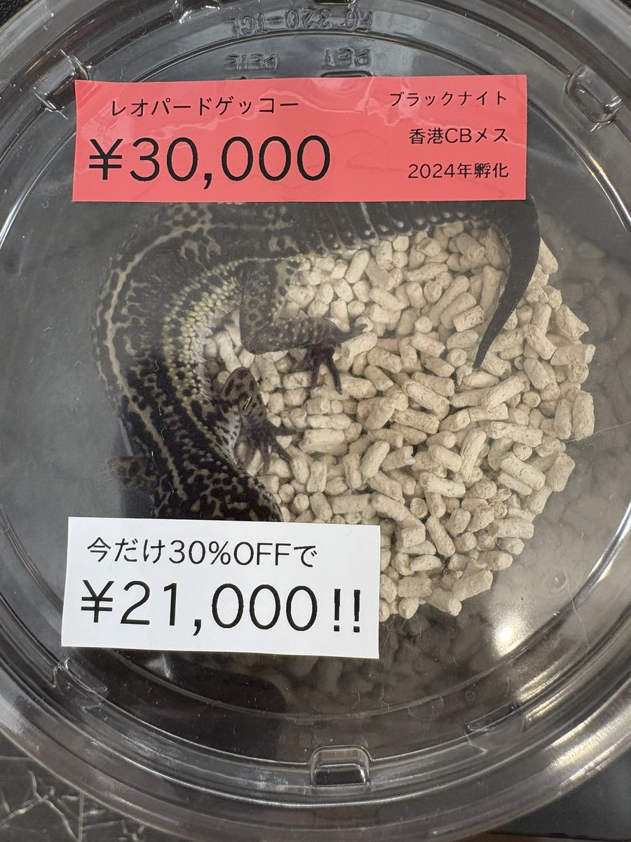 lien_1100's tweet image. ブラックナイト系は結構減ってしまいましたが、まだ選べるだけいますので、是非遊びに来ていただけたらと思います☺️
この三日間だけ価格崩壊していますので🤣
ただもうとにかく暑いので、人間も生体も要注意でお願いします🙇♂️💦