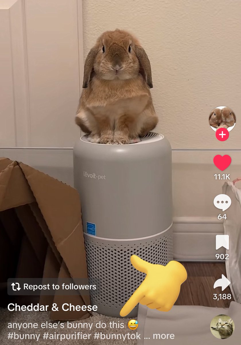 waveofstarlight's tweet image. Saw a tiktok and yes can confirm bunnies do this