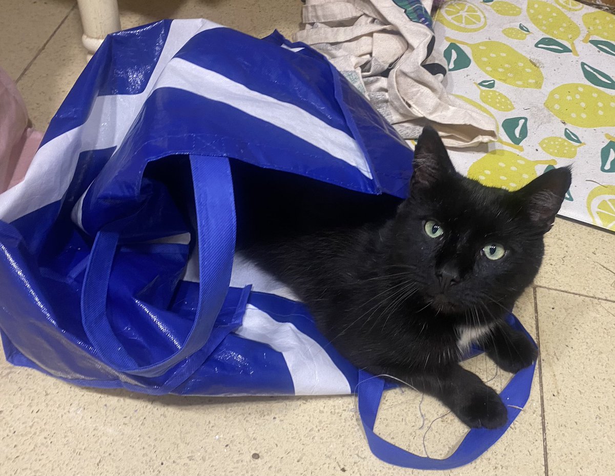 karen_flynn's tweet image. Mystery solved
Maybe I picked him up at the shop by mistake
🤦♀️ #TheCatThatIsNotMine