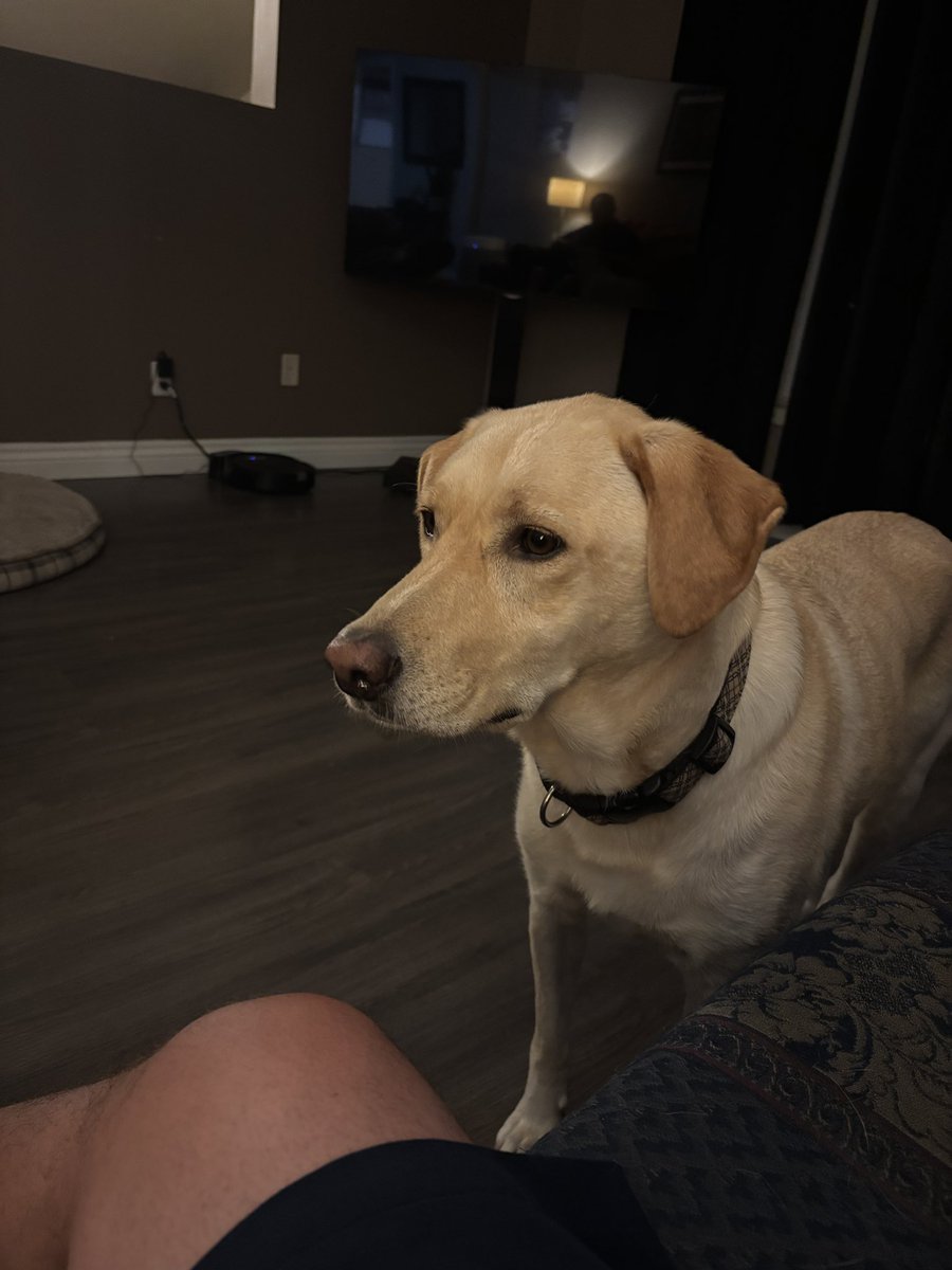 houndogharrison's tweet image. Can you name a cuter dog (perhaps other than Hound Dog errrrr??) than my sister’s pup Slim Sadie?