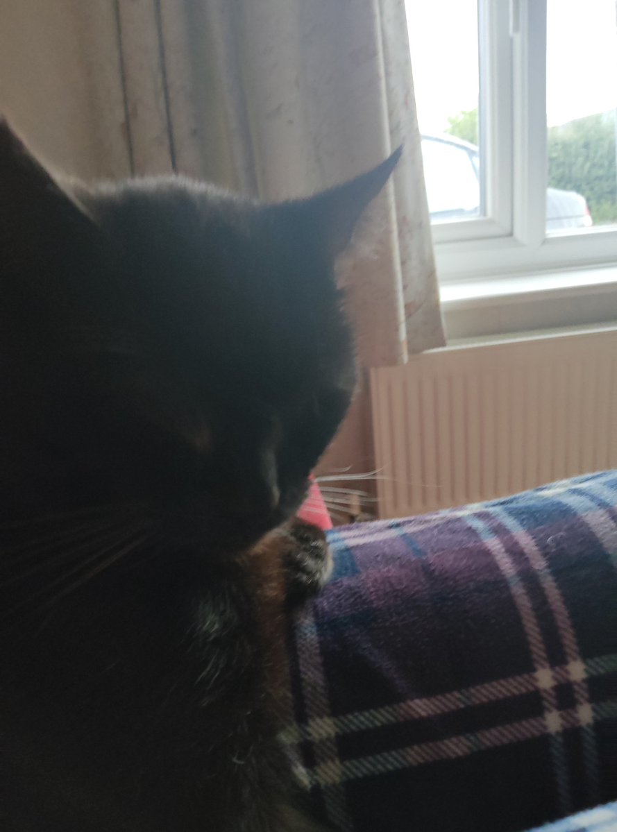 A sleepy start to #caturday for sweet Bob 💤