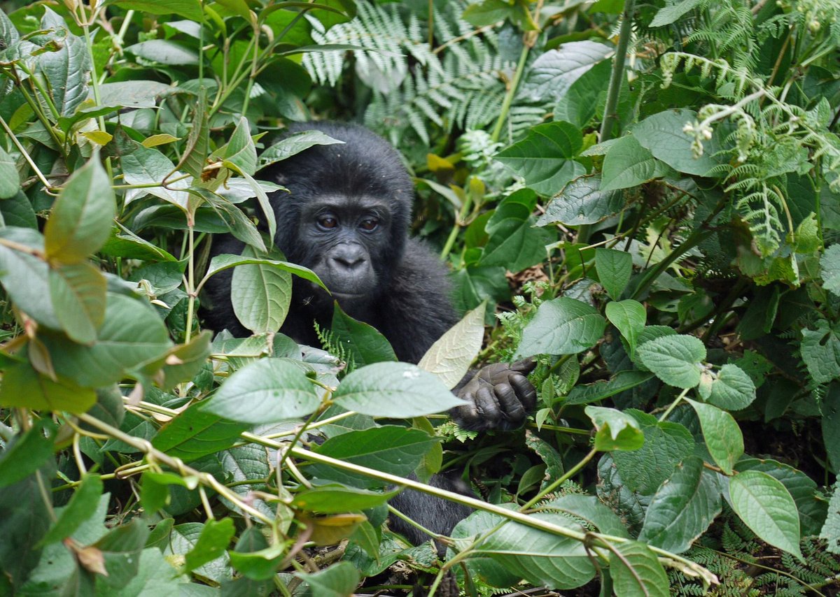 Discover the gentle giants of Bwindi! Mountain gorillas share 98.7% of our DNA, making them our closest relatives in the wild.  Visit bwindiforestnationalparkuganda.com/mountain-goril…  #bwindinationalparkgorillatrekking
#bwindigorillatrekking
#bwindigorillatrek