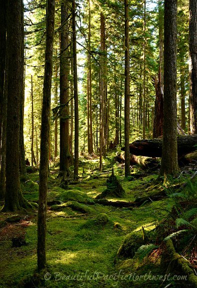 cantstopdiggi's tweet image. The one biome I feel like wilds era Hyrule was missing was a PNW style old growth temperate rainforest. Lost woods was the closest thing. It would have been cool if this was the biome surrounding the Typhlo ruins.