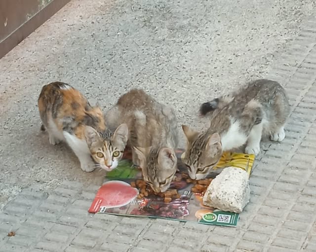 Me piden ayuda para difundir a estos gatitos que están en una colonia de Talavera, (madrid) son dos hembras y un machito.
Solo adopción responsable.
Contacto: 682188630