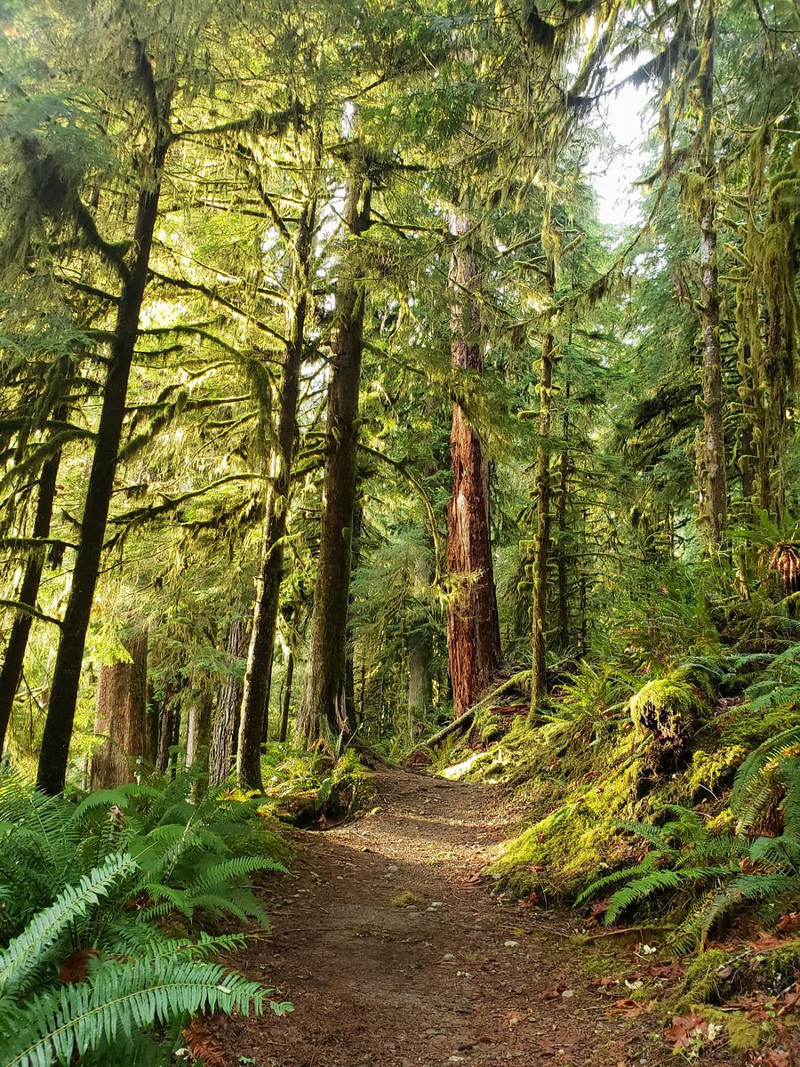 cantstopdiggi's tweet image. The one biome I feel like wilds era Hyrule was missing was a PNW style old growth temperate rainforest. Lost woods was the closest thing. It would have been cool if this was the biome surrounding the Typhlo ruins.