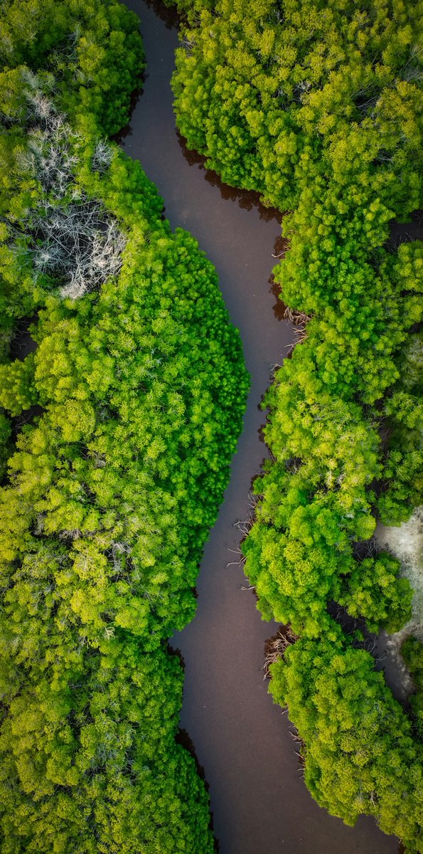 OffTheCuffJimmy's tweet image. International Day for the Conservation of the Mangrove Ecosystem:
“Mangroves protect coasts & carbon. Let this remind us protecting nature protects our future and each other.