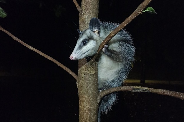 DONDEIRweb's tweet image. ¿Ya conoces el Nocturnario en Chapultepec? 🦇🌜 Es GRATIS y podrás conocer murciélagos, tarántulas y más especies nocturnas. 

Aquí los detalles 👉🏼 dondeir.com/ciudad/visita-…