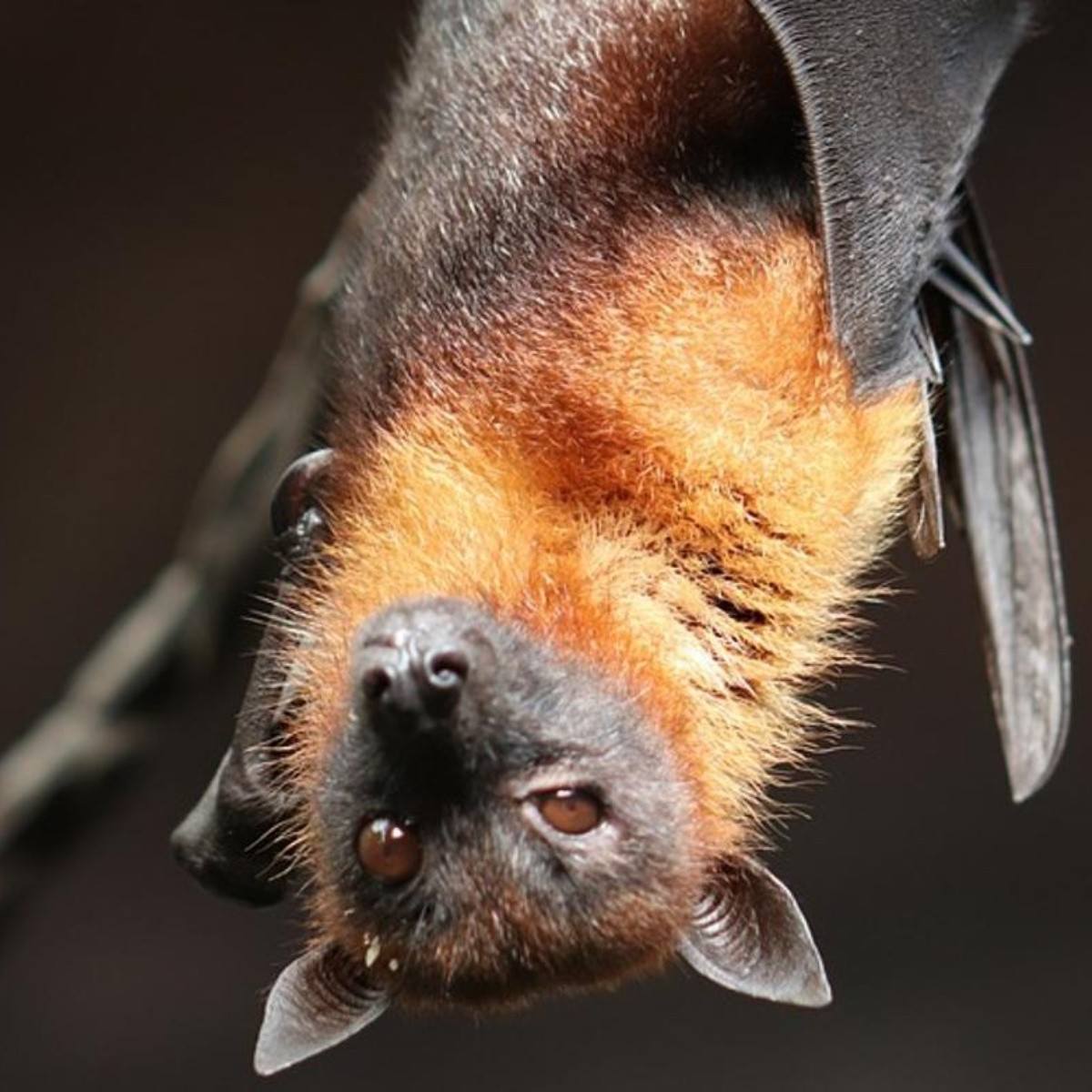 DONDEIRweb's tweet image. ¿Ya conoces el Nocturnario en Chapultepec? 🦇🌜 Es GRATIS y podrás conocer murciélagos, tarántulas y más especies nocturnas. 

Aquí los detalles 👉🏼 dondeir.com/ciudad/visita-…