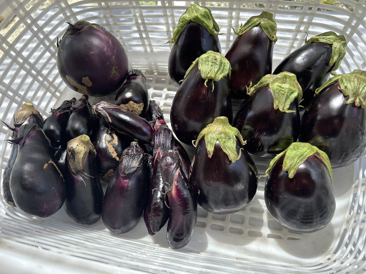 QE3PNkX7IEZPrBh's tweet image. 家庭菜園👨🌾7月26日☀️その②
第3区画より茄子を収穫✌️
米なす🍆🍆🍆🍆🍆🍆🍆🍆
→ツヤツヤだ
賀茂茄子🍆
→おっきなの1個
庄屋大長🍆🍆🍆
→漬物行き
とげなし千両二号🍆🍆🍆🍆🍆🍆
→漬物&炒め物行き