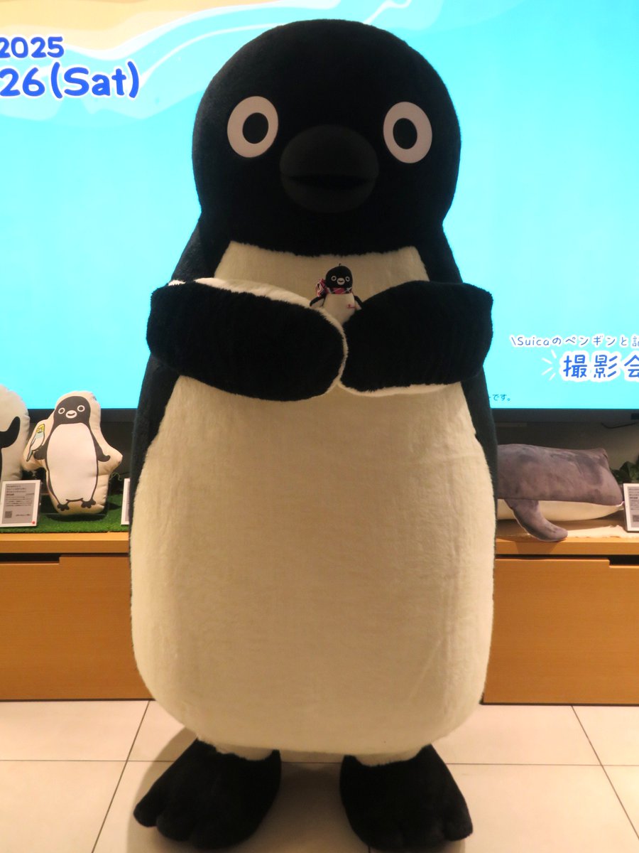 pingu651's tweet image. 横浜駅JRE MALL Cafe Suicaのペンギン撮影会に参加
アテペンさん小さくて持てないかもと迷っていたら右手、左手と優しく包みこんでくれました