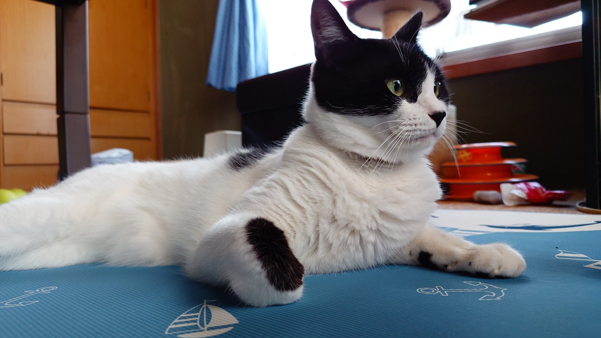 ふらんすねこ様♡ありがとうございます♡ 000837-0001-01e.jpg