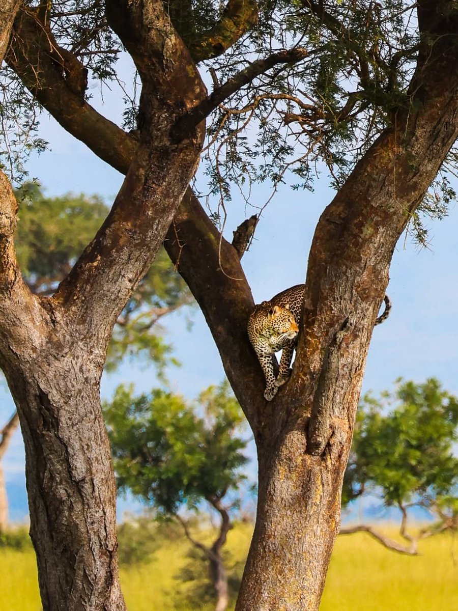 Classickizito's tweet image. 🐆 Je, Unajua ...?
Duma wanaweza kuwaua wanyama wenye uzito mara tatu zaidi ya wao wenyewe!
#ElimikaWikiendi
🧵👇