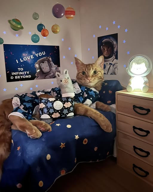 pampoodlejr's tweet image. good night sweet peeps 😻💤😴