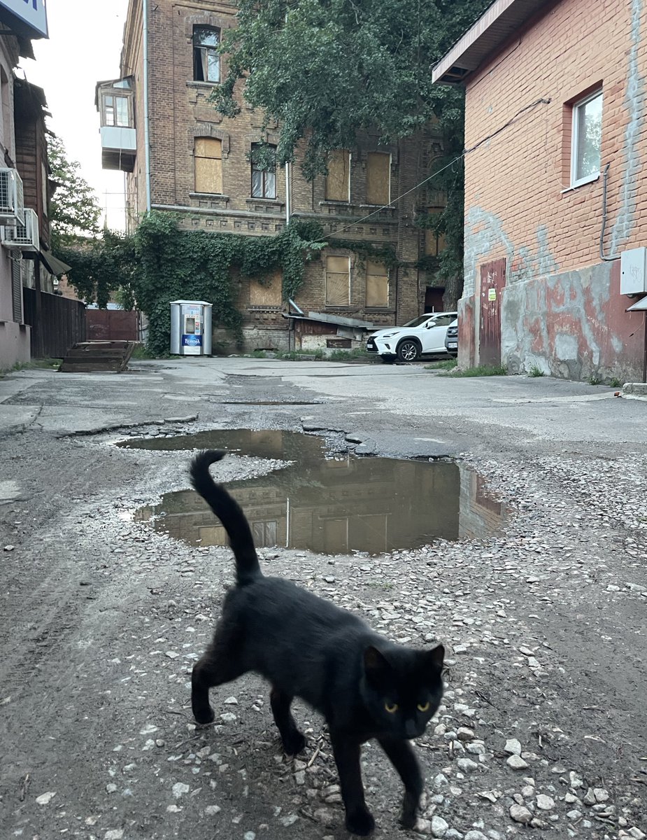 This Kharkiv cat asks you to read about Kharkiv today, and support its air defense. Save Kharkiv. Help.