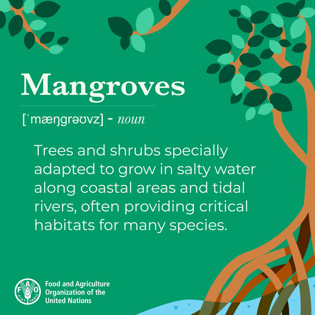 FAOForestry's tweet image. What are trees and shrubs specially adapted to grow in salty water along coastal rivers⁉️
🌊 M A N G R O V E S🏝️
Learn more about mangroves - critical habitats for many species. 🦀🌱
fao.org/forestry/mangr…
#MangroveDay