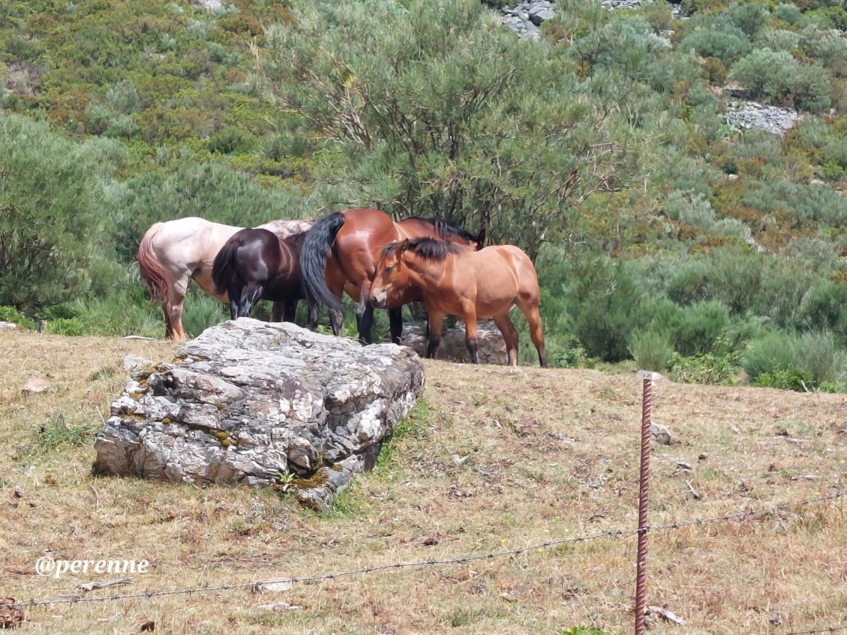 Perenne5's tweet image. La guinda del pastel.
Dentro de lo apetecible que me resulta siempre el paisaje de montaña, el complemento de pequeñas manadas de caballos en libertad, supone el broche perfecto para la mejor decoración de estos espacios naturales.
#BuenosDías #26Julio