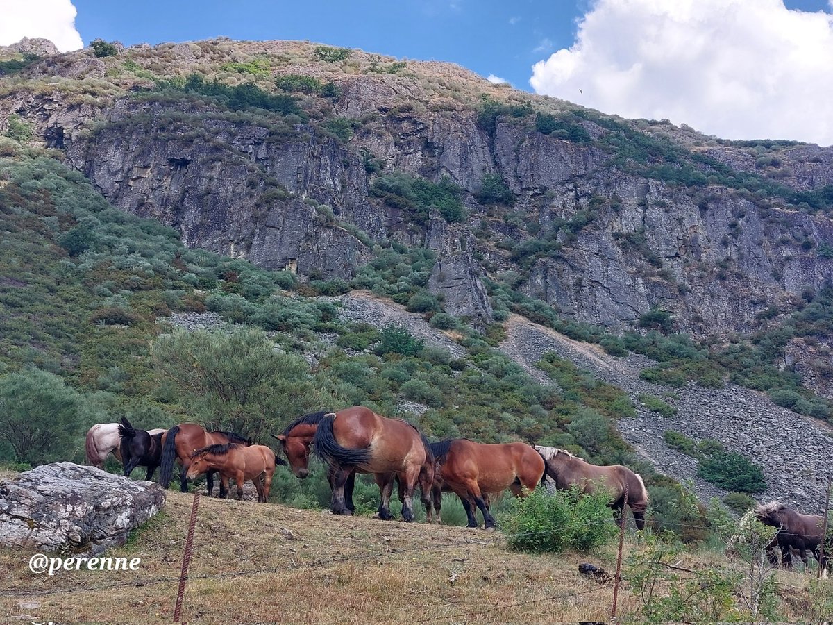 Perenne5's tweet image. La guinda del pastel.
Dentro de lo apetecible que me resulta siempre el paisaje de montaña, el complemento de pequeñas manadas de caballos en libertad, supone el broche perfecto para la mejor decoración de estos espacios naturales.
#BuenosDías #26Julio