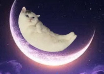 totallyKyleweb3's tweet image. Gn fam 🌙 🐱 

#mooncat