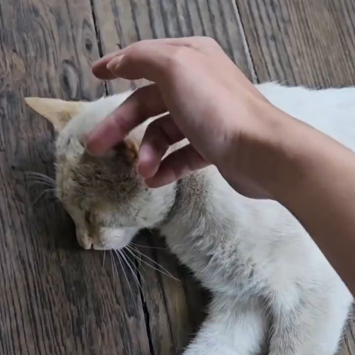 jiminticaI's tweet image. the cat making sure jimin is following him, then taking jimin to a spot and immediately laying on his belly for a scratch ☹️ a disney princess