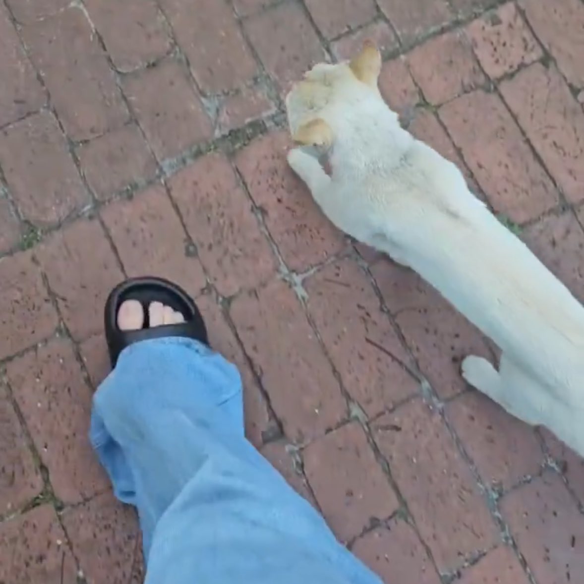 jiminticaI's tweet image. the cat making sure jimin is following him, then taking jimin to a spot and immediately laying on his belly for a scratch ☹️ a disney princess