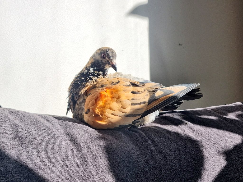 TeapotRooster's tweet image. Grabbed rare pigeon from street (free)