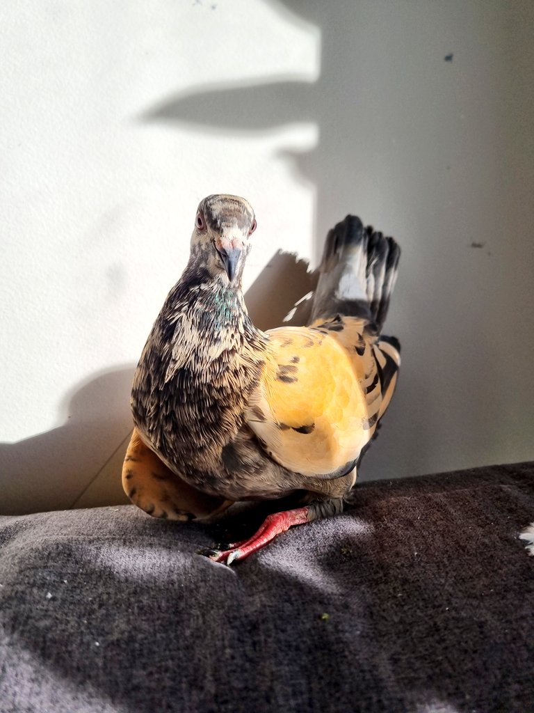 TeapotRooster's tweet image. Grabbed rare pigeon from street (free)