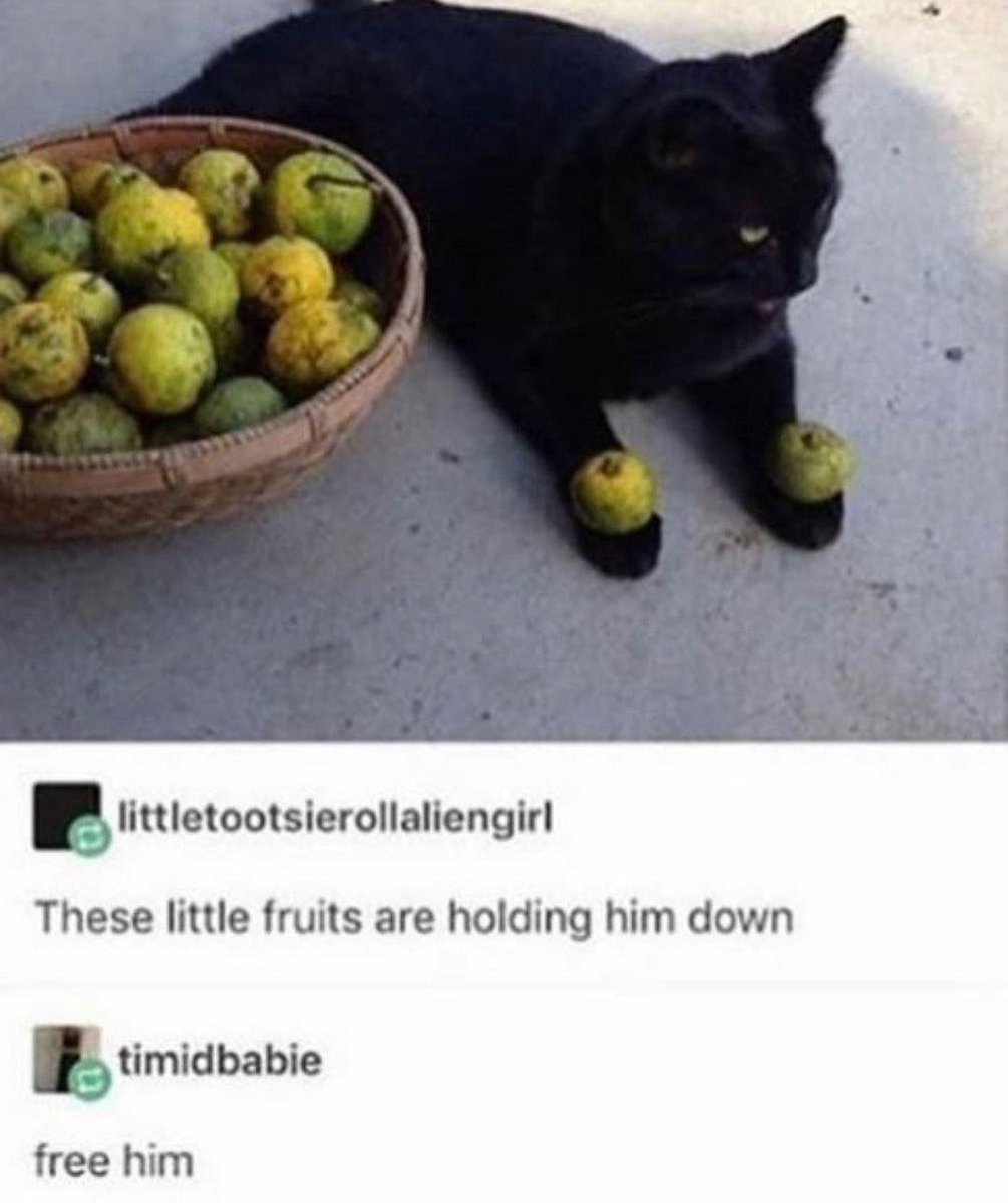 Punch Cat (@punchingcat) on Twitter photo 