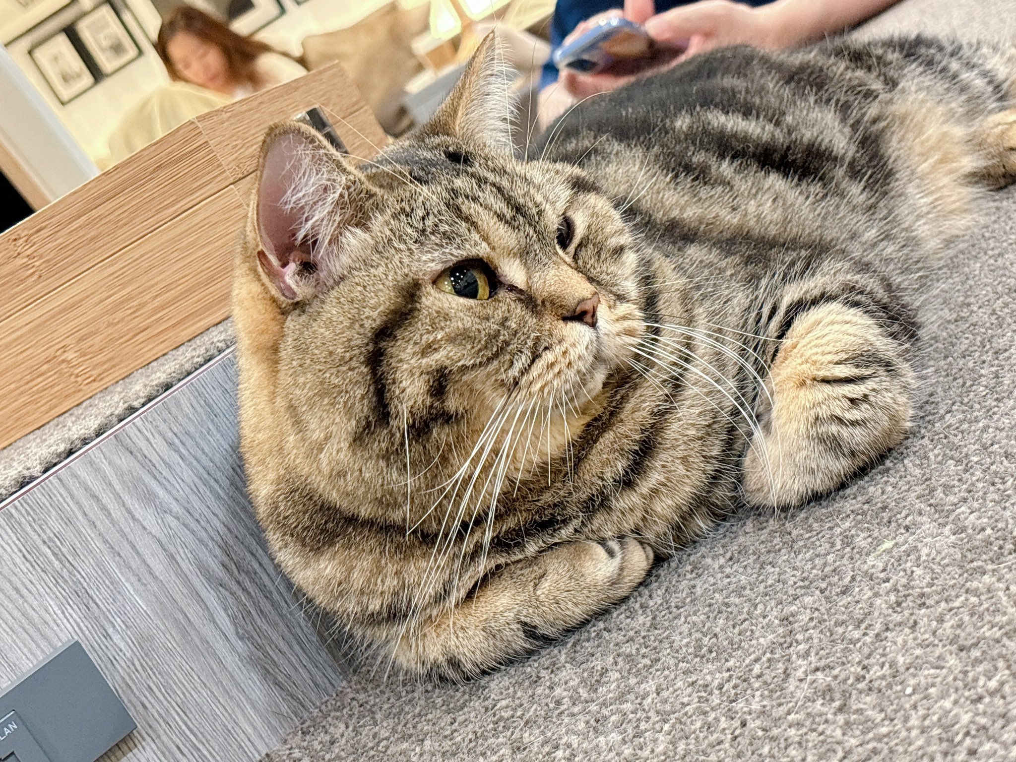 ねこ（プロフ必読） ねこ◎プロフ必読、更新(追記有り)様用個別オーダーページ-2