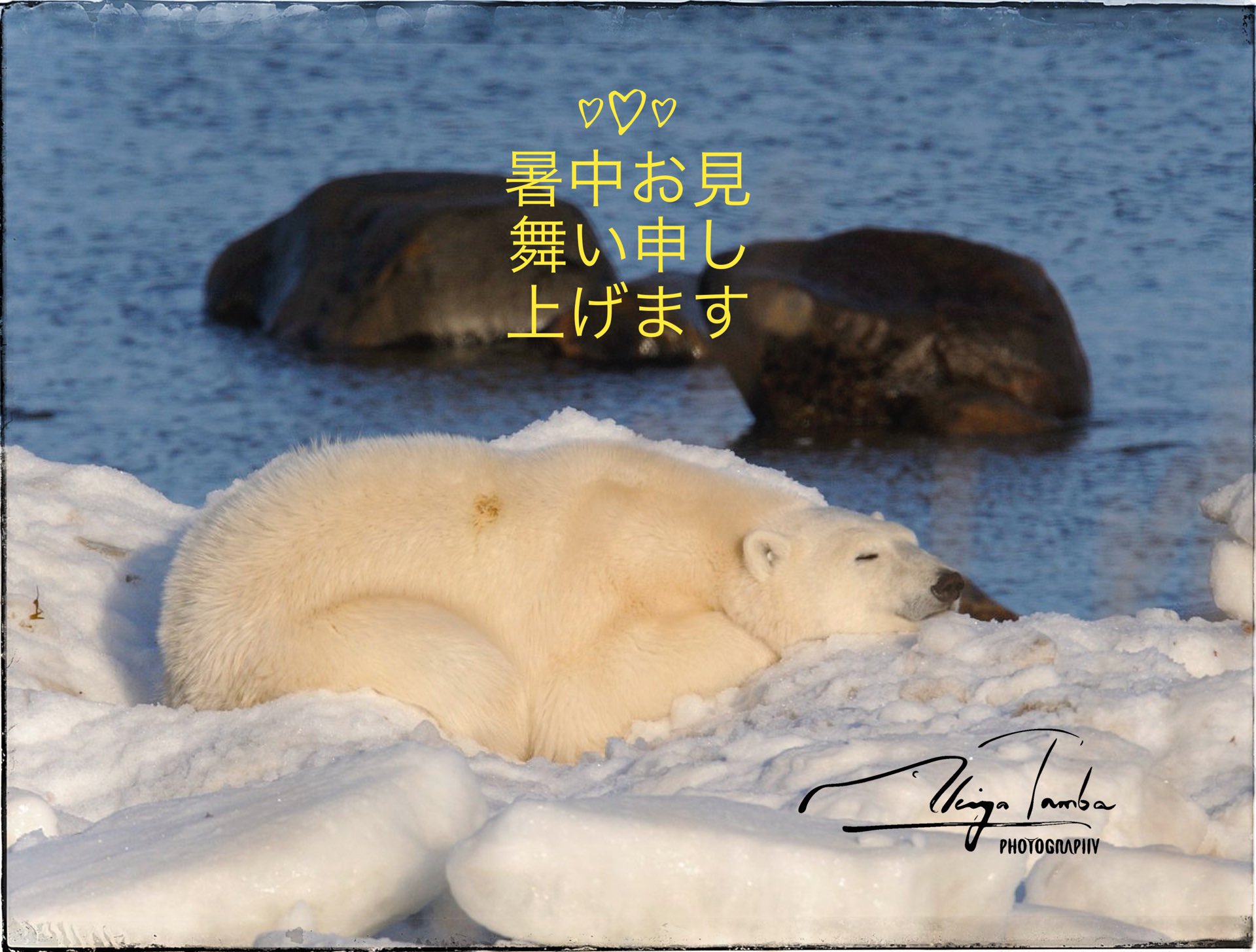 ホッキョクグマ 北極の象徴の文化史 丹葉暁弥 Amazon.co.jp: ホッキョクグマ:北極の象徴の文化史 : マイケル