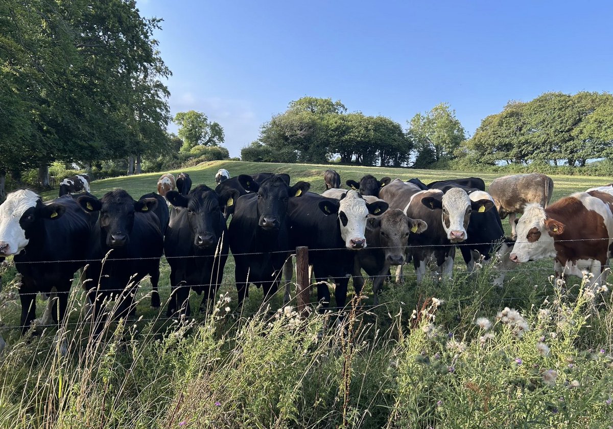 Love British Cows!🇬🇧
