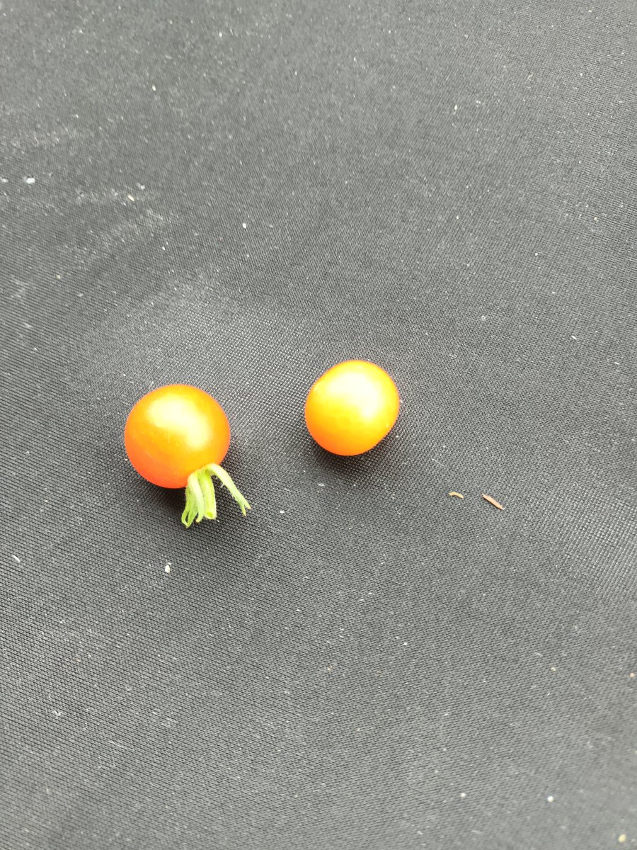 Ich hab gestern Tomaten geerntet. 
Jetzt überlege ich, ob ich Erntehelfer brauche.