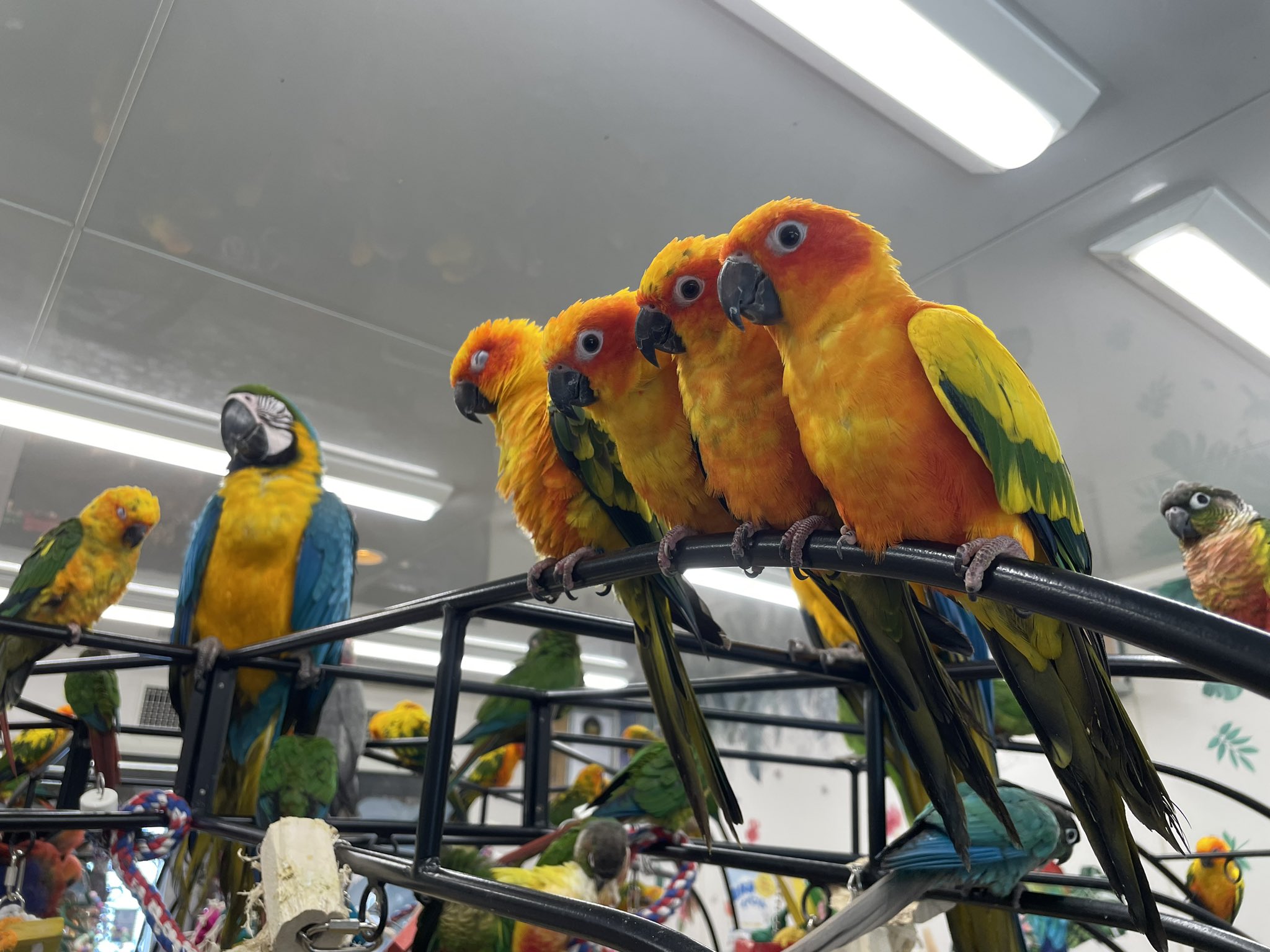 太った鳥 おっさん on X: 