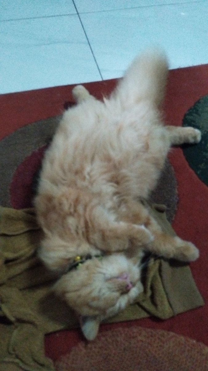 5uami's tweet image. Yang tefar babu lu, kok malah lu 😭😭