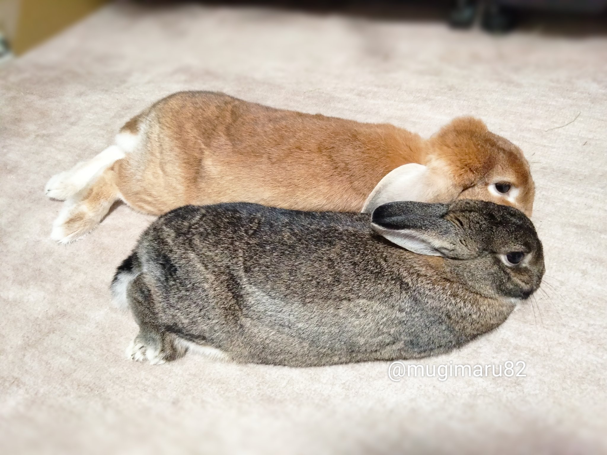 むらさきうさぎ⟡.* カラビナ うさぎ むらさき パープル超 安い
