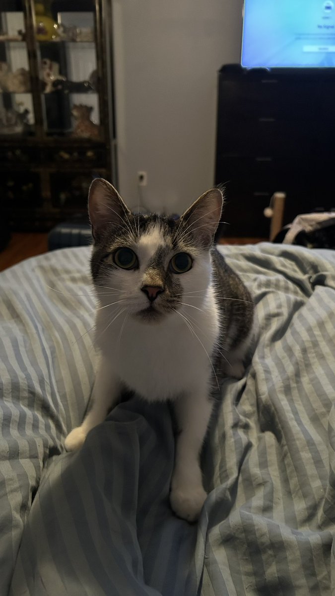 gizmo ( ˘ω˘ ) tweet media